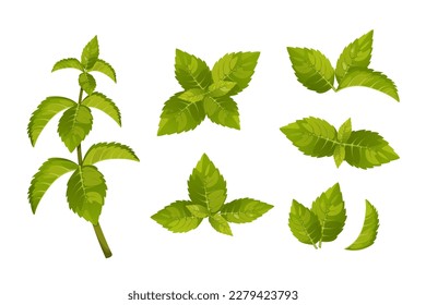 A set of mint leaves.Sprigs of mint, green peppermint leaves.Vector illustration isolated on a white background.