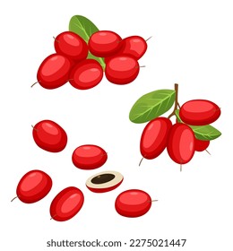 Conjunto de frutos milagrosos con hoja y media fruta aislada en fondo blanco, ilustración vectorial.