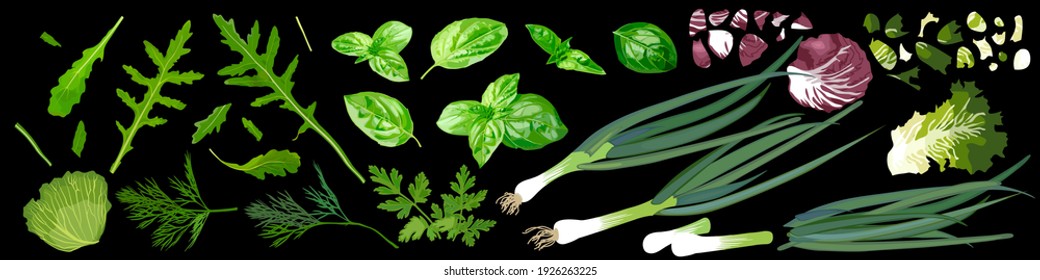 Set of miscellaneous verdure. Arugula, cabbage leaves, basil, dill, parsley, green onions. Vector Illustration 