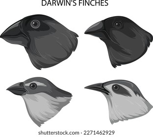 Set of mix finches bird illustration