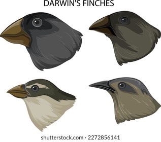 Set of mix finches bird illustration