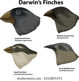 Set of mix finches bird illustration