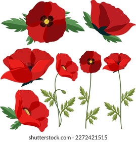 Set of mix red poppy illustration