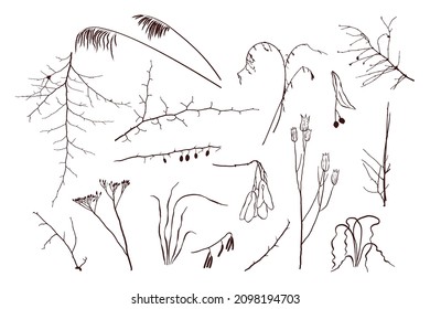 Set of modern abstract botanical monochrome line drawings and plant silhouettes.
