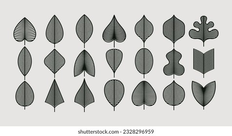 Set of modern line natural leaf graphic design. Organic plant leaf template set.