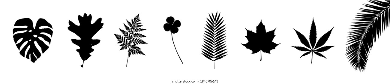 Set of modern tropical exotic leaves and branches silhouette isolated on white background. Palm, pot, monstera.