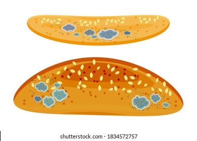 Set of mold on bread baguette isolated on white background. Stale moldy food. Spoiled inedible moldy old bun. Not eat any more. Best before date has expired a long time ago. Stock vector illustration