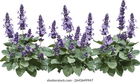 Conjunto de Mona Lavender Plectranthus, Hera Sueca, Lavender Spur Flower, recorte de árvore, ilustração vetorial, coleção de plantas de jardim, folhagem tropical, projeto de planta doméstica, arte botânica.
