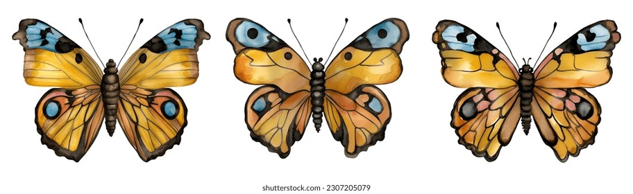 Set of monarch butterfly. Hand drawn vector illustration.