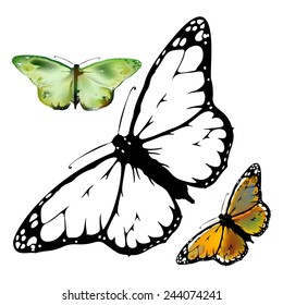 set Monarch Butterfly with open wings  top view 