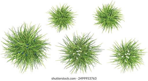 set of Mondo grass with alpha mask, 3d rendering, for digital composition and architecture visualization From top view