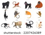 Set of monkey breeds. Cartoon gorilla, gibbon, capuchin, baboon, marmoset, mandrill, orangutan, macaques, chimpanzee, tarzier, vervet, lion tamarin animals. Vector illustration