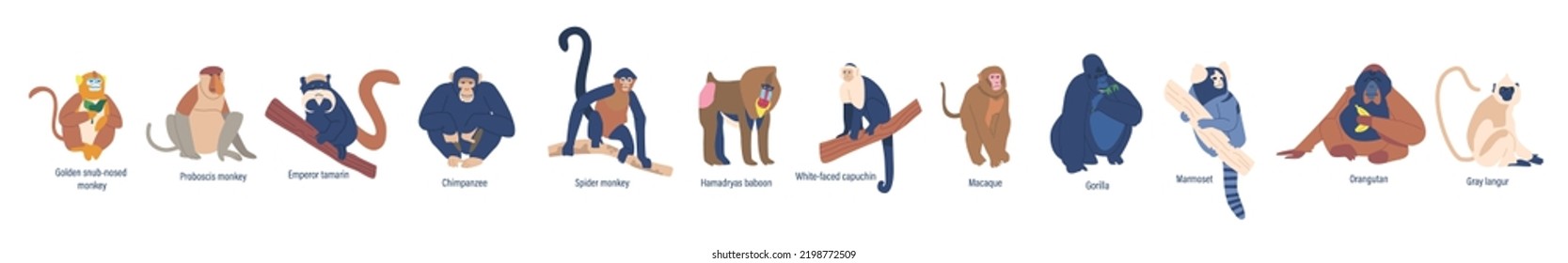 Set of Monkey Golden Shub-nosed, Proboscis, Emperor Tamarin, Chimpanzee and Spider, Hamadryas Baboon. White-faced Capuchin, Macaque, Marmoset and Orangutan or Gray Langur. Cartoon Vector Illustration