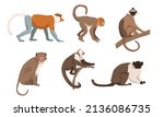Set of monkeys in cartoon style. Vector illustration. Types of monkeys are proboscis, golden snub-nosed, panamanian white-faced capuchin, rhesus, black-crested sumatran langur, pied tamarin.