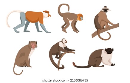 Set of monkeys in cartoon style. Vector illustration. Types of monkeys are proboscis, golden snub-nosed, panamanian white-faced capuchin, rhesus, black-crested sumatran langur, pied tamarin.