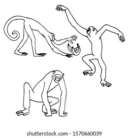 set of monkeys, Gibbons and macaque, vector illustration in black ink and contour lines isolated on white background in hand drawn style