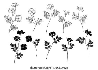 Set of Monochome (black and white) flowers California Poppy on isolated background.