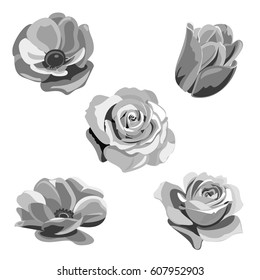 Set of monochromatic grayscale flowers and buds: rose, anemone, poppy, tulip, briar on white background, digital draw illustration, collection for design, vector