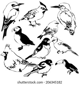 Set of Monochrome Birds