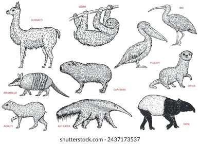 Set monochrome birds and animals south america in hand drawn vintage style. Anteater, tapir, capybara, otter, pelican, armadillo, ibis, sloth, guanaco, agouti. Sketch vector illustration. 