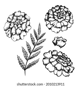 Set of monochrome botanical sketch of branch with leaves and various marigold flowers with shading. Vector color floral natural drawing. Outline pencil rough draft