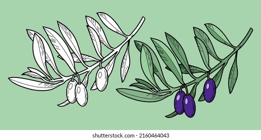 Conjunto de ilustración monocroma y de vector de color. Rama de olivo con bayas de oliva, línea, ilustración botánica sobre fondo verde