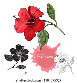Set with monochrome, colored and silhouette of hibiscus flower. Hand drawn ink sketch isolated on white background. Vector illustration.