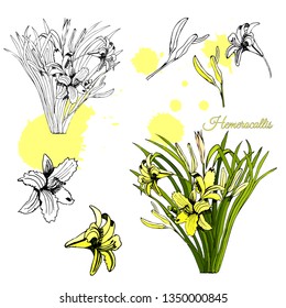 Set with monochrome and colored sketch of hemerocallis flowers bouquets and abstract spots. Hand drawn ink and colored sketch isolated on white background.Vector illustration