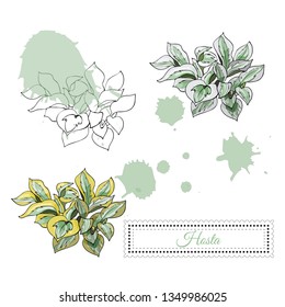 Set with monochrome and colored sketch  of hosta flowers  and abstract spots. Hand drawn ink and colored sketch isolated on white background. Vector illustration