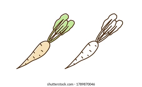 Set of monochrome and colorful radish icon vector flat illustration. Natural organic daikon big root vegetable in line art style. Cute vitamin plant for healthy nutrition isolated on white