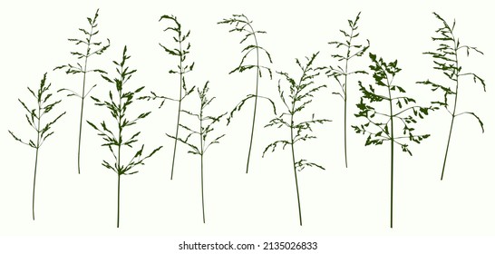 Set with monochrome delicate thin silhouettes of dry wild herbs. Simple wild silhouette of meadow grass. Vector