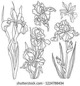 Set monochrome flowers iris. Vector illustration. Creative realistic drawing, coloring, tattoo. Vintage paintings, postcard, background, wallpaper. Interior decoration. Flowers gift for women