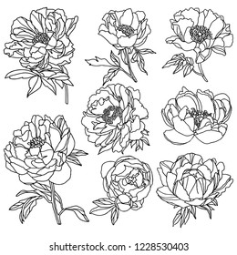Set monochrome flowers of peony. Vector illustration. Creative realistic drawing, coloring, tattoo. Vintage paintings, postcard, background, wallpaper. Interior decoration. Flowers gift for women
