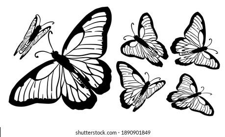 Set of monochrome graceful butterflies. Vector illustration