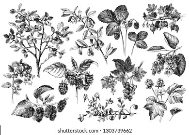 Set of monochrome hand drawn berries branches. Plants with ripe berries and flowers. Vector illustration