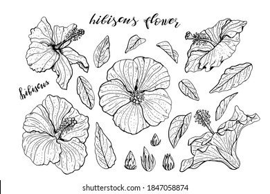 Set of monochrome hand drawn hibiscus flowers clipart. Floral design elements. Isolated on white background. Vector illustration.