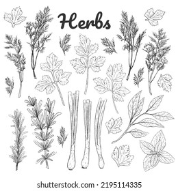 Set of monochrome herbs. Black and white vintage collection. Green spice, herbs, leaves. Isolated objects. Dill, parsley, onion, rosemary, basil. Vector illustration. Outline.