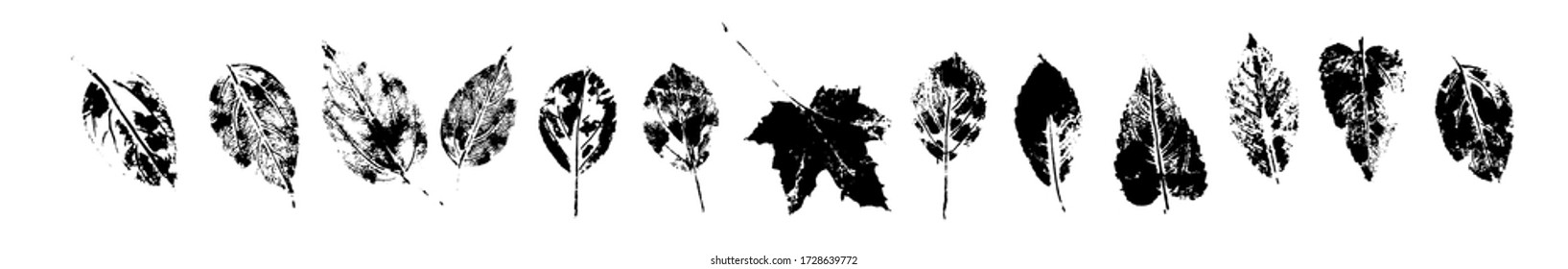 A set of monochrome leaf prints. Vector illustration
