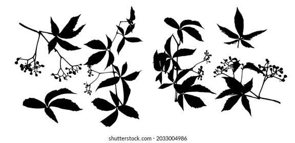 Set of monochrome leaves. Parthenocissus inserta. Vector illustration
