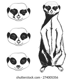 Set of monochrome: meerkat full-length and 3 variants faces. Vector illustration