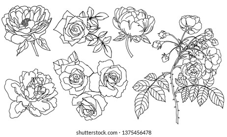 Set of monochrome peonies, roses. Vector illustration Creative realistic drawing, tattoo. Vintage pictures, postcards, background, wallpaper. Interior decoration, textiles. Gift Flowers for Women.