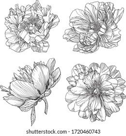手描きの牡丹花 白黒の線付きイラスト のベクター画像素材 ロイヤリティフリー