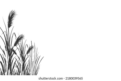 Set of a monochrome reed or bulrush on a white background.Isolated vector drawing.