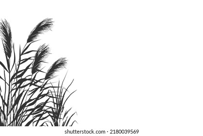 Set of a monochrome reed or bulrush on a white background.Isolated vector drawing.