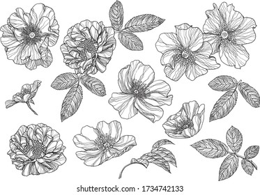  Colocar cadera rosa monocroma. Ilustración vectorial. Dibujo creativo realista, tatuaje. Pinturas antiguas, postales, fondo, papel pintado. Decoración interior, textil. Regalo de flores para mujeres.