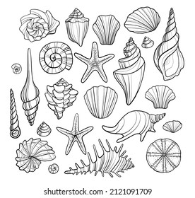 Set of monochrome shells, starfish mollusks and other representatives of the underwater world. Collection of marine life shells of different shapes and sizes, beautiful exotic decorations