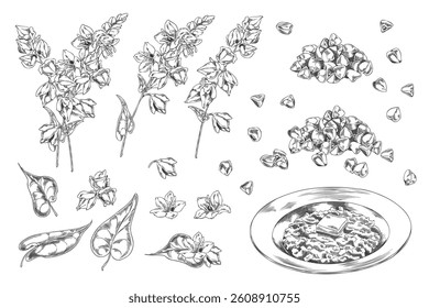 Set of Monochrome Sketch with Branches, Leaves, Flowers, Buckwheat Grains and Porridge Plate. Vector Isolated Hand Drawn Illustration. Cereal Crop. For Diet, Agriculture and Botanical Themes.
