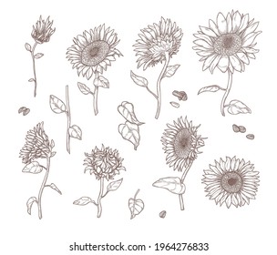 Conjunto de bocetos de girasol monocromo. Ilustración vectorial plana. Hojas, tallos, semillas y pétalos de girasol en estilo vintage dibujado a mano. Naturaleza, flor, concepto botánico para el diseño de pancartas, página de inicio