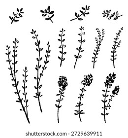 Set of Monochrome Thyme Sprigs and Flowers Vector