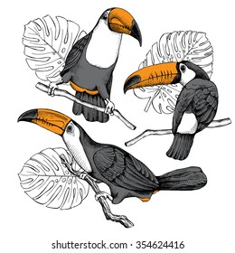 Set of monochrome Toucan with orange beak on branch and exotic leaves. Vector illustrations.